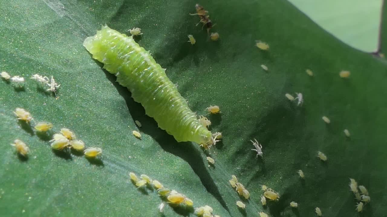 绿色的毛毛虫在绿叶上爬行和吃小昆虫。视频素材