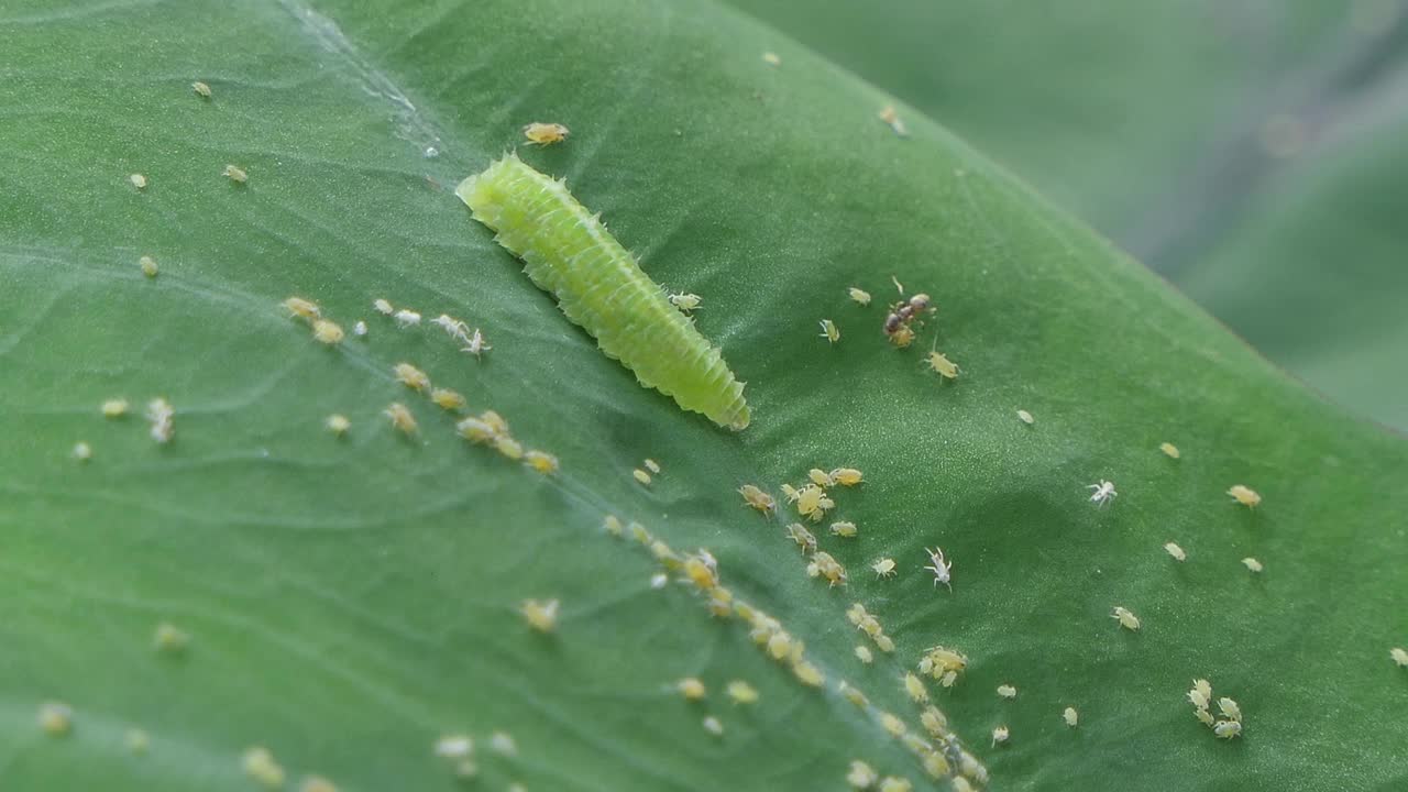 绿色的毛毛虫在绿叶上爬行和吃小昆虫。视频素材