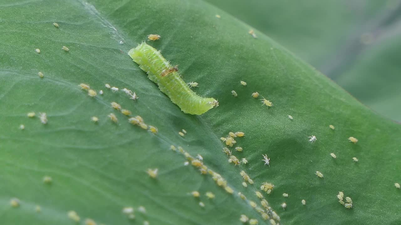 绿色的毛毛虫在绿叶上爬行和吃小昆虫。视频素材