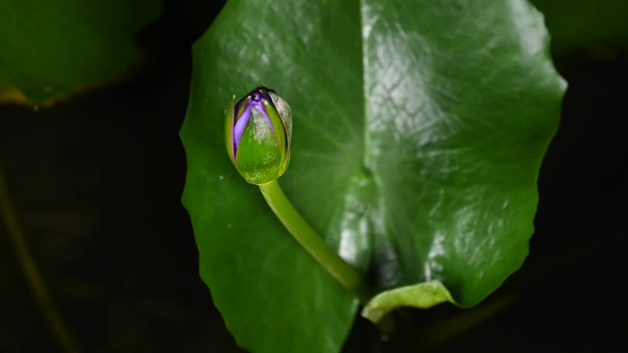 紫色睡莲在黑色背景上绽放的特写视频素材