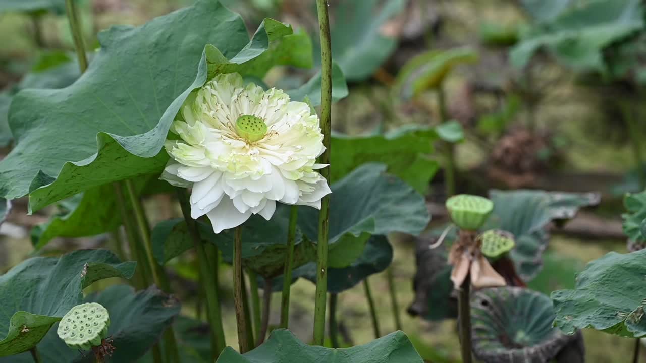 池塘里盛开着美丽的白莲花视频下载