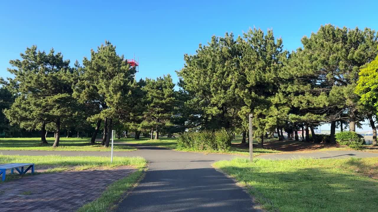 阳光明媚的公园小路两侧是郁郁葱葱的青松，在一个晴朗的日子，宁静祥和的气氛，广角视频素材