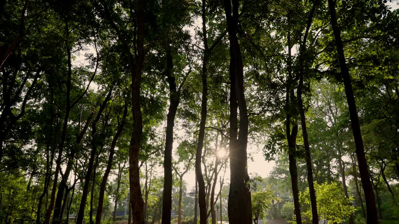 一片树林，阳光透过树叶照进来视频下载