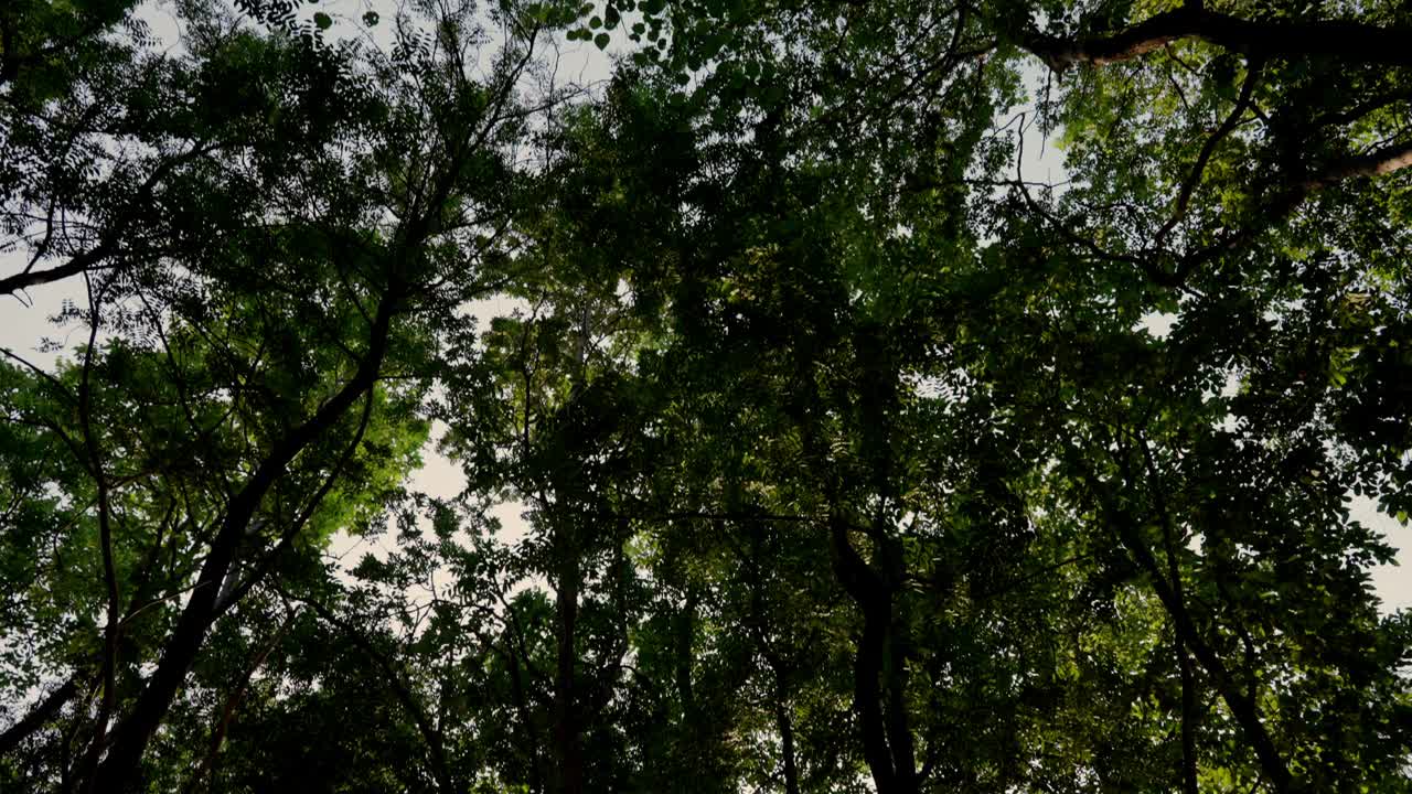 以树木为背景的森林和天空为背景视频下载