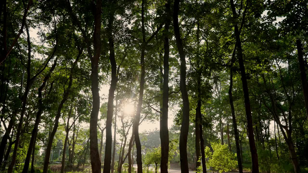一片树林，阳光透过树叶照进来视频下载