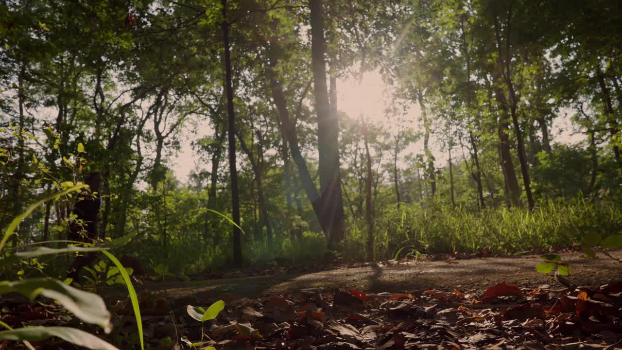 阳光透过树林照射的森林视频下载