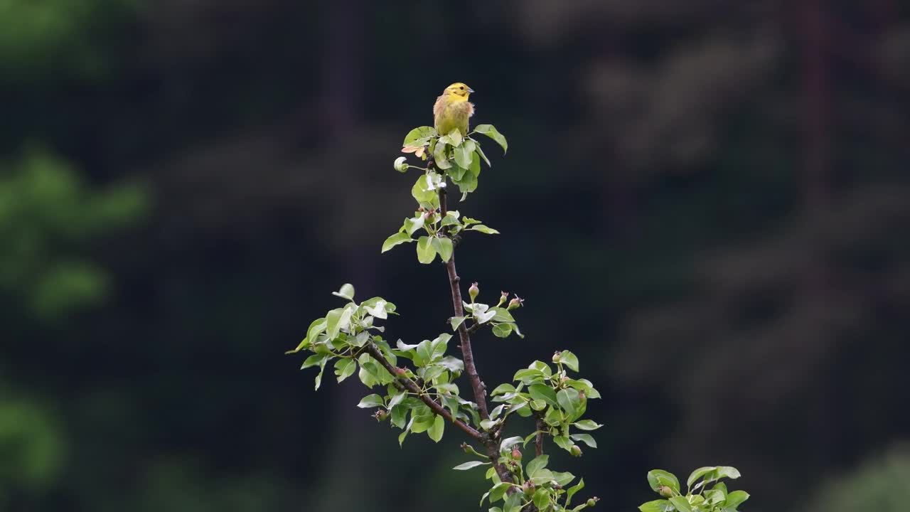 黄刺草又名黄刺草。在阳光明媚的春日里，一只可爱的黄鸟坐在树顶上。视频下载