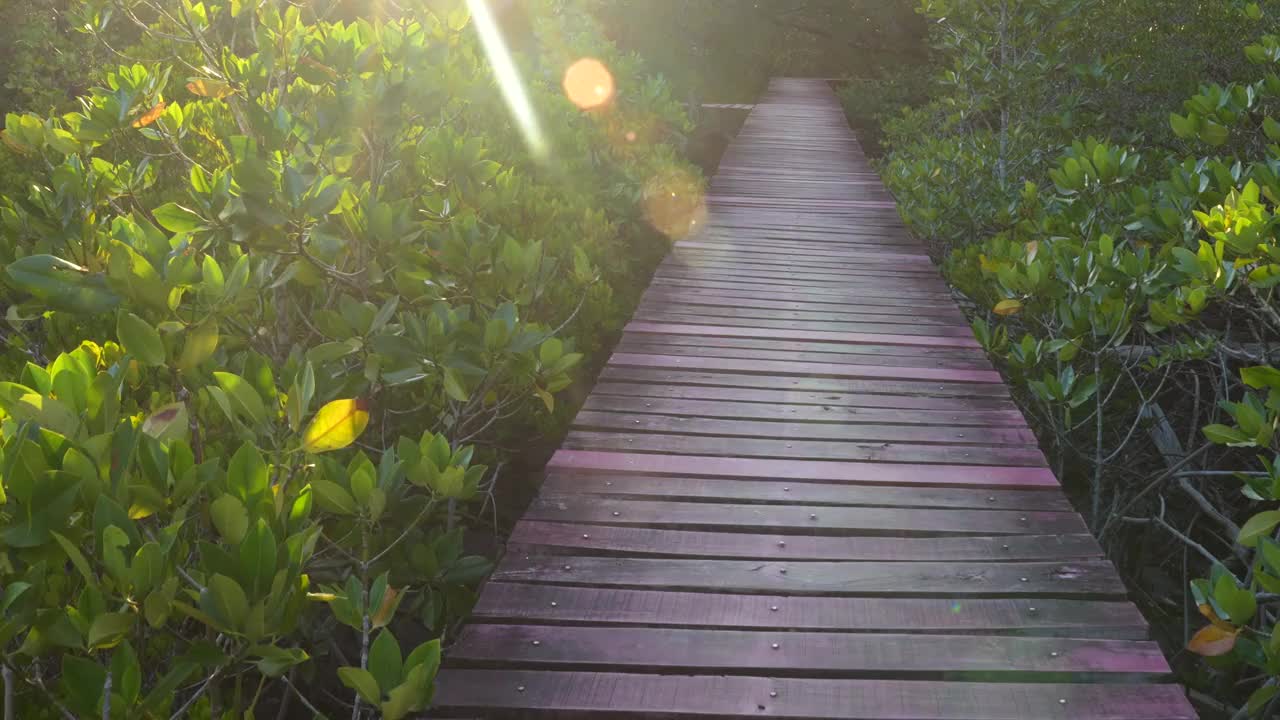 热带雨林红树林中的木制步行道视频下载