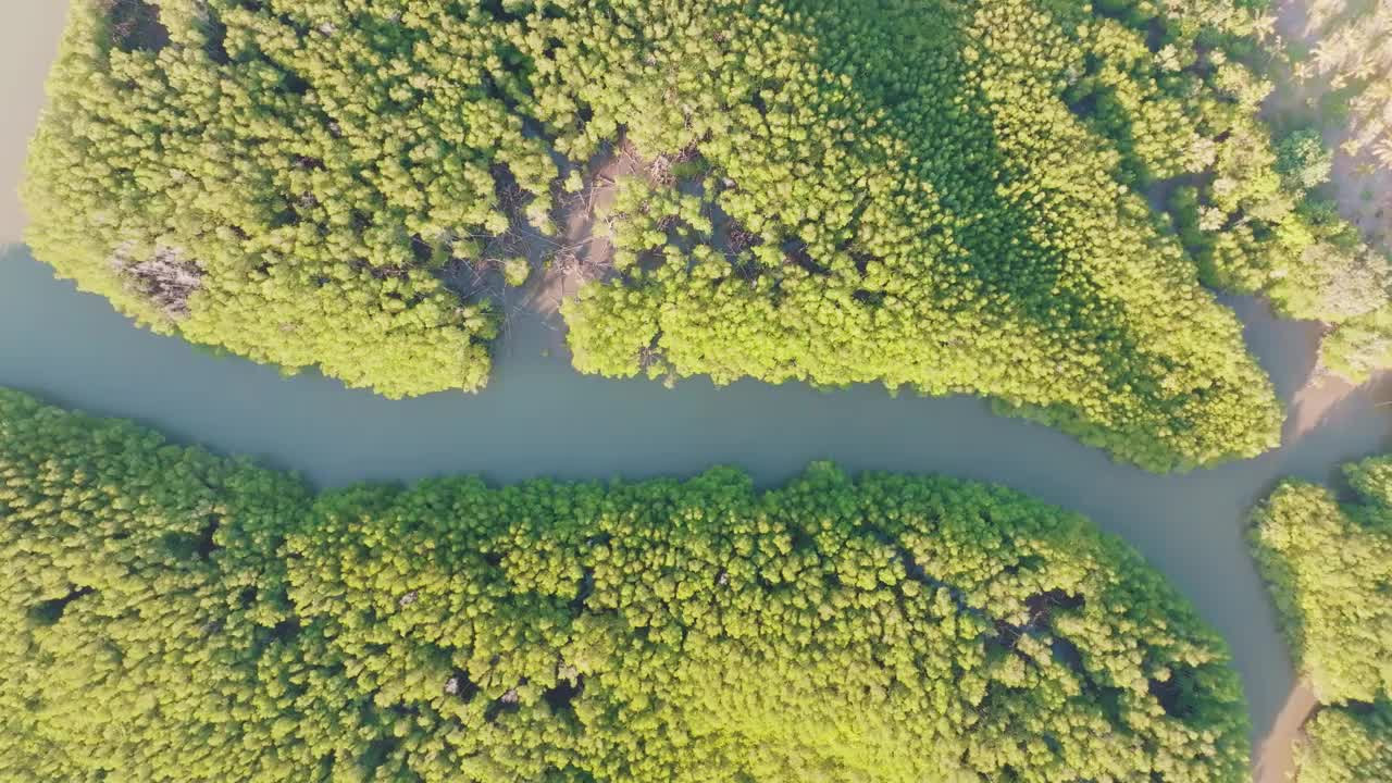 鸟瞰图红树林热带雨林的海岛与绿色的树视频素材