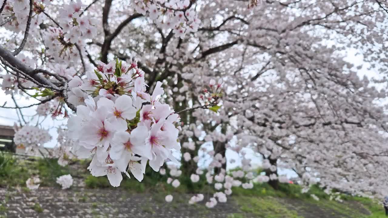 日本每年2月到4月盛开美丽的樱花。在随风摇曳的树上视频素材