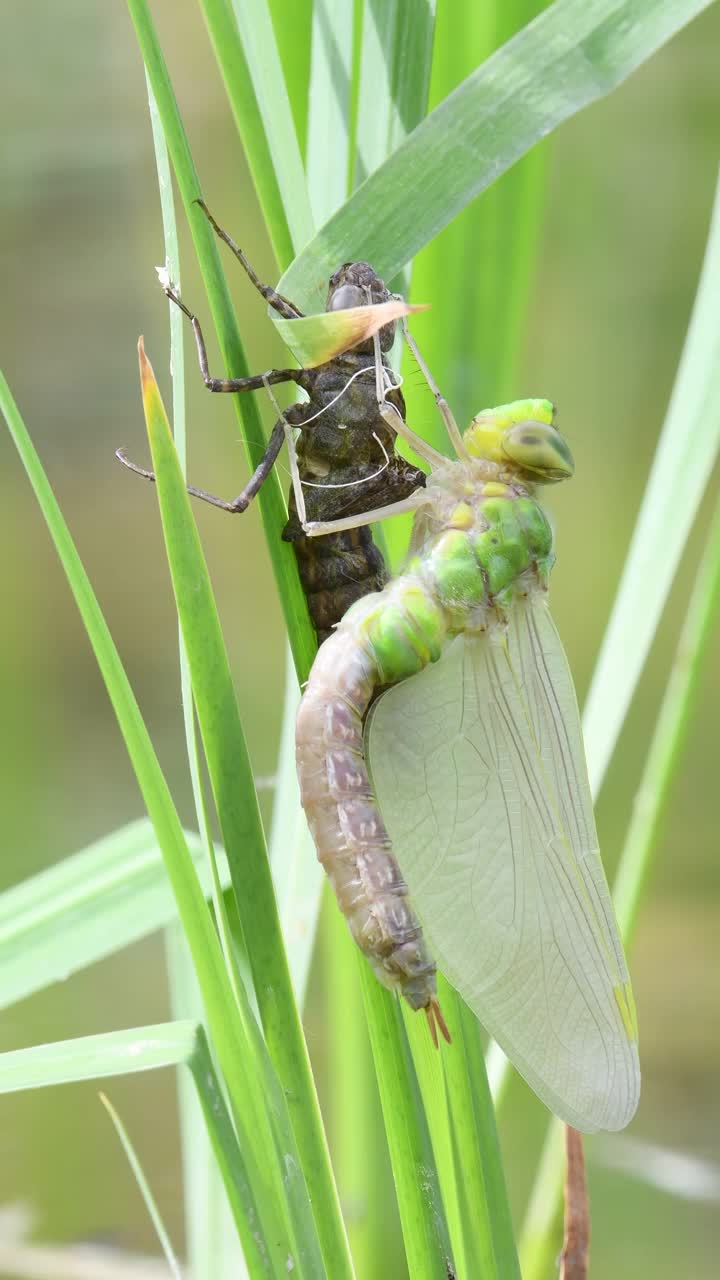 蜻蜓，又名迁徙小贩蜻蜓，正从花园池塘里的仙女身上爬出来。视频下载