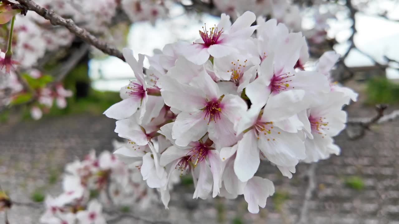 日本每年2月到4月盛开美丽的樱花。在随风摇曳的树上视频素材