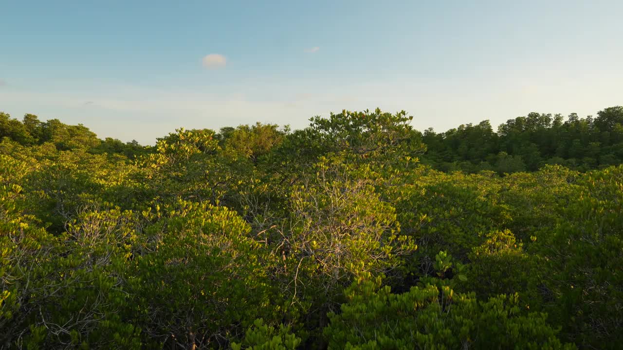 鸟瞰图热带绿色红树林，河流，海湾视频素材