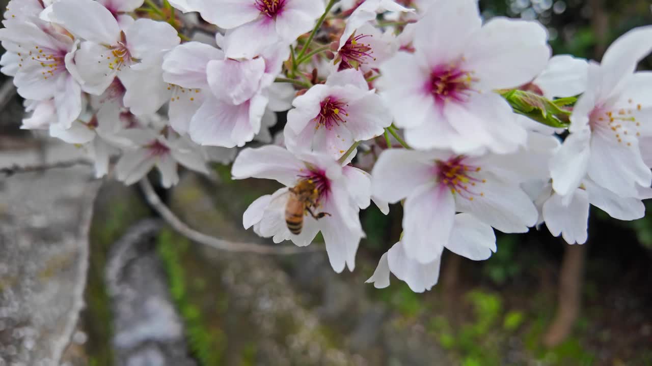 日本每年2月到4月盛开美丽的樱花。在随风摇曳的树上视频素材