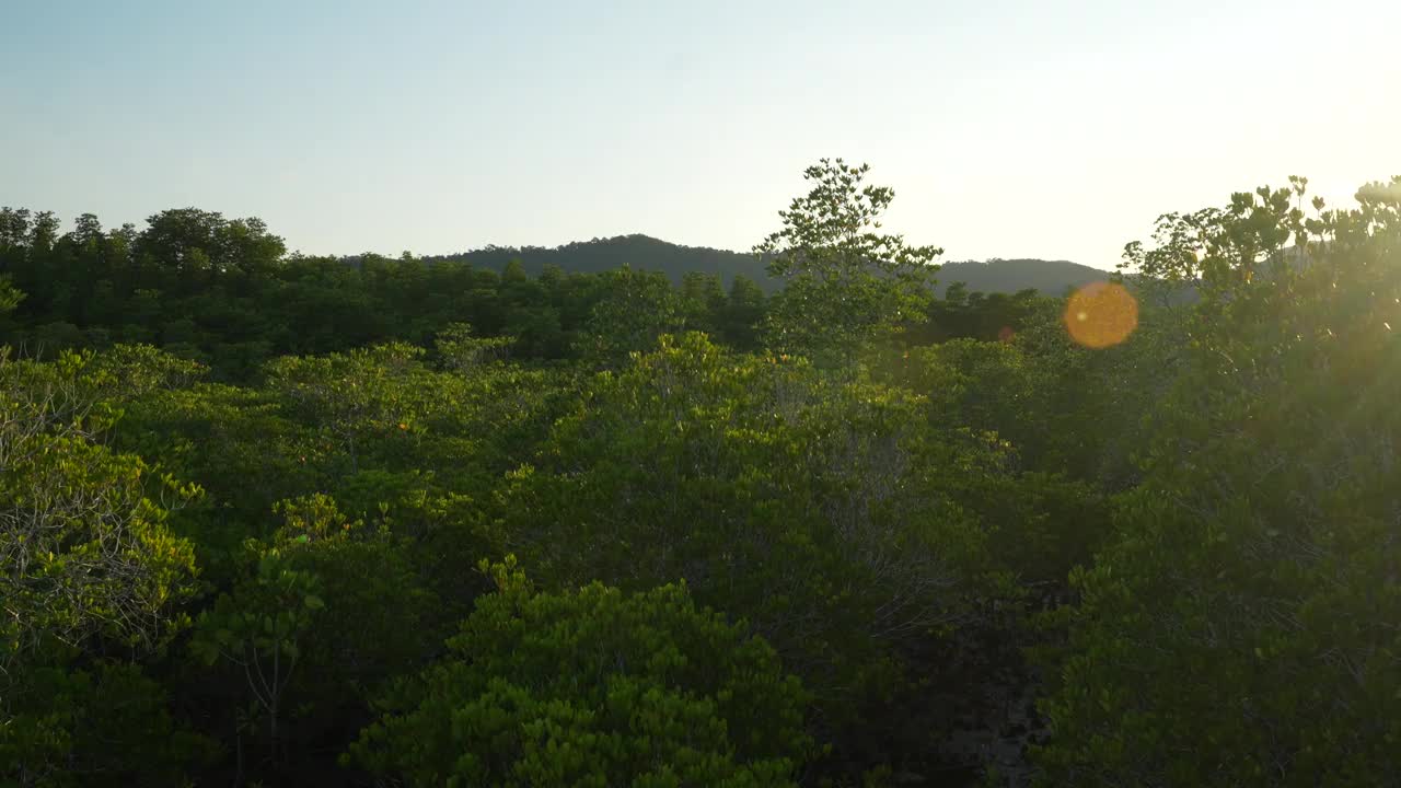 鸟瞰图热带绿色红树林，河流，海湾视频素材