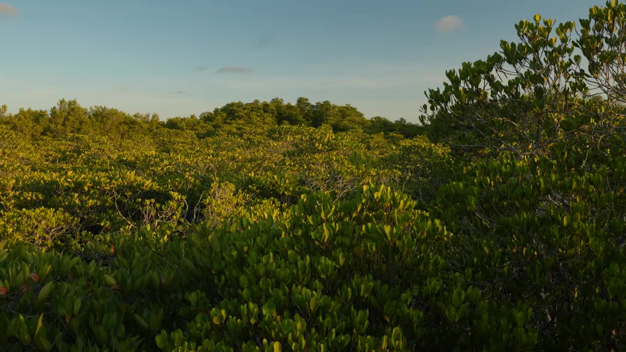 鸟瞰图热带绿色红树林，河流，海湾视频素材