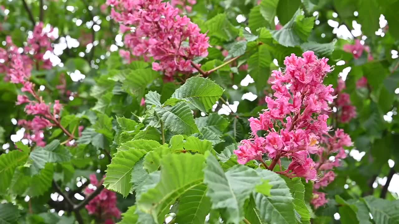 带花序的红七叶树的枝干，特写在模糊的背景下休息的树视频下载