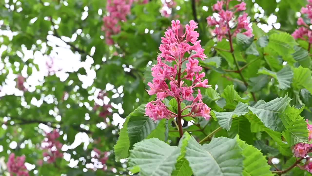 带花序的红七叶树的枝干，特写在模糊的背景下休息的树视频下载