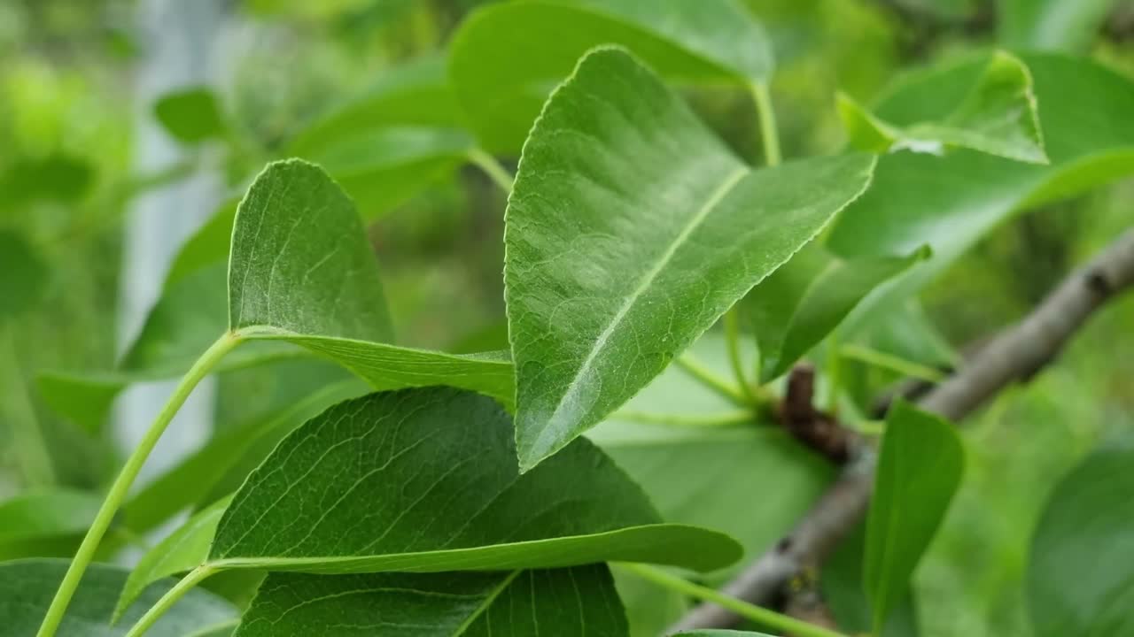 花园里梨树的绿叶，特写视频下载