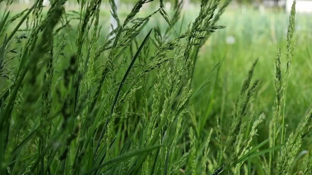 田野里的绿草。特写镜头。有选择性的重点。视频素材