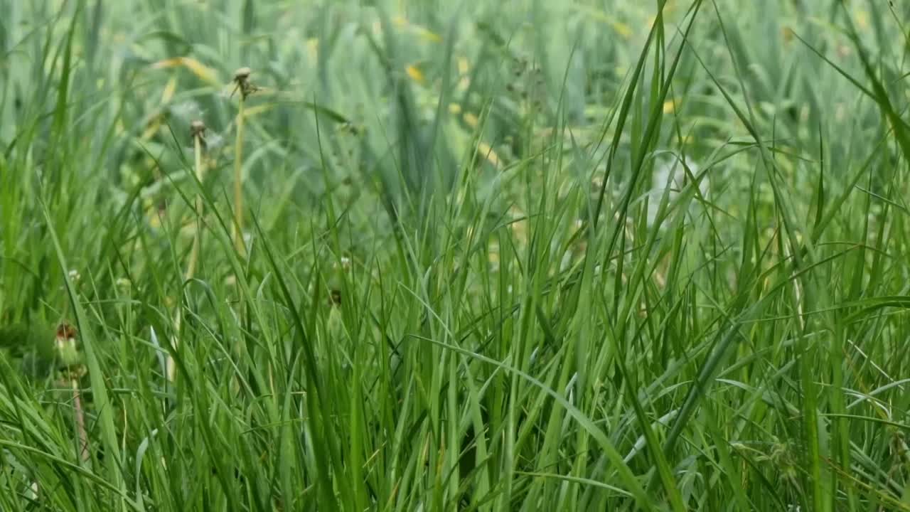 草地上的绿草。自然背景。特写镜头。视频素材