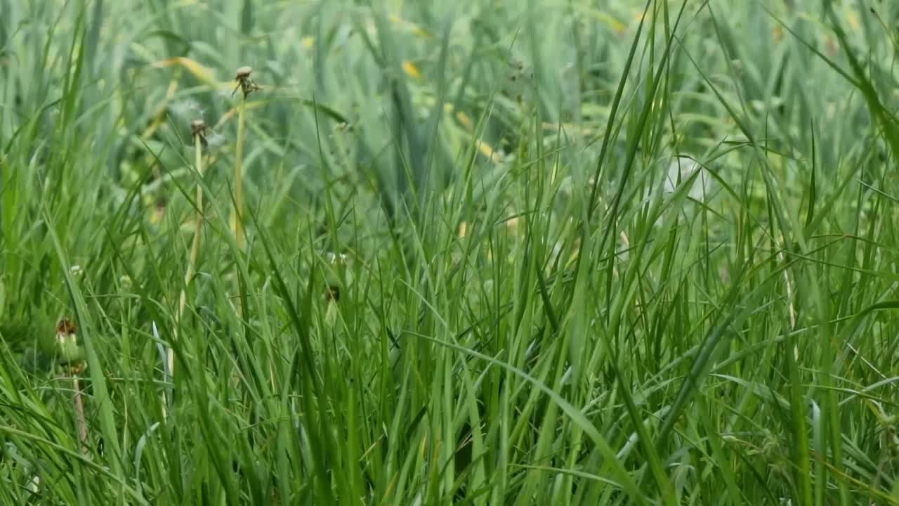 草地上的绿草。自然背景。绿色的草。视频下载