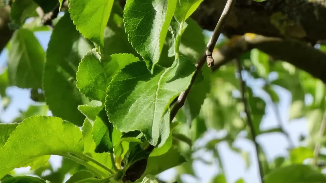 阳光明媚的日子里，一棵苹果树的绿叶视频下载