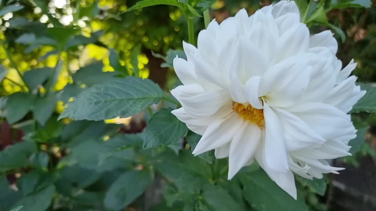 白色的大丽花在花园与绿叶的背景。视频下载