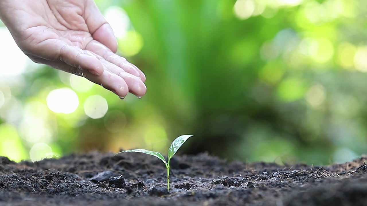 用手给幼苗浇水。植物维护和灌溉在肥沃土壤上生长的幼苗。照顾新生命。全高清。视频下载