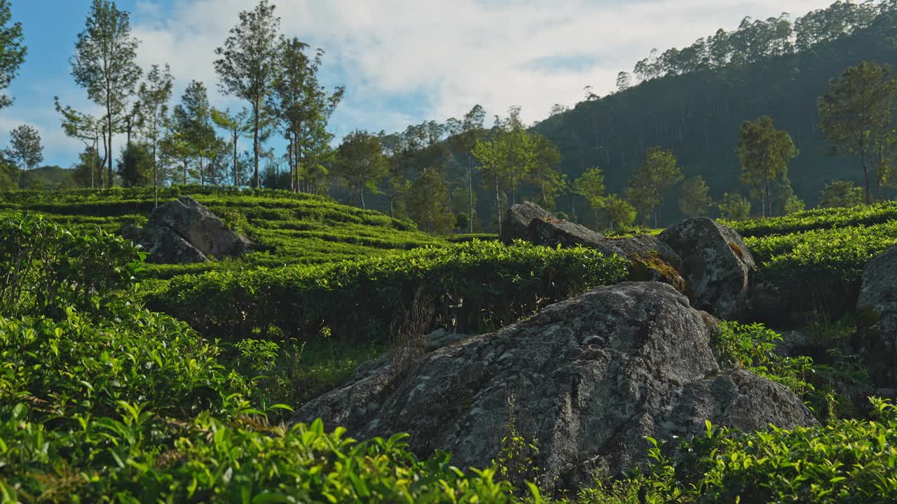 斯里兰卡茶园的风景视频素材