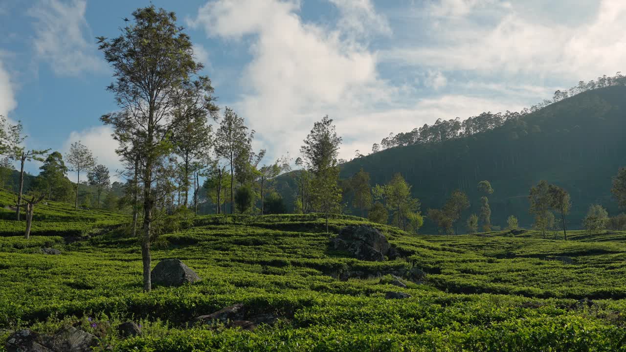 斯里兰卡茶园的风景视频素材