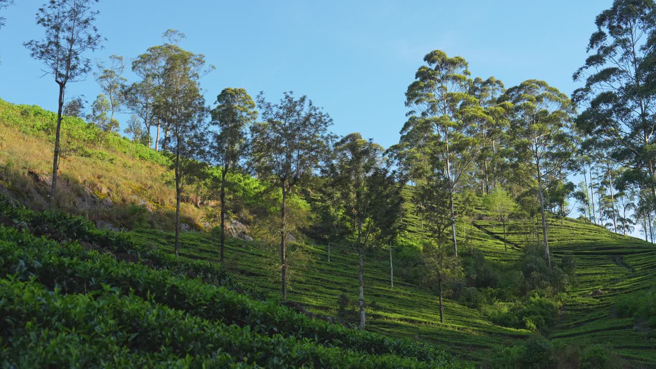 斯里兰卡茶园的风景视频素材