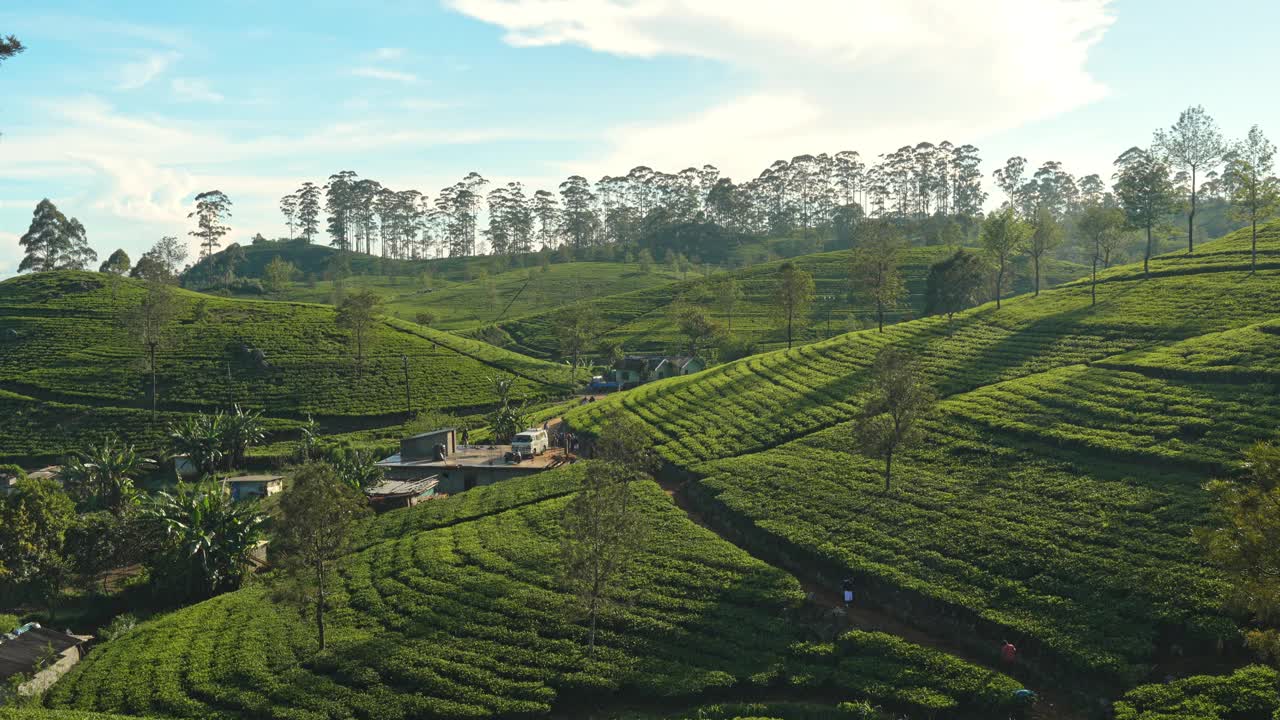 斯里兰卡茶园的风景视频素材