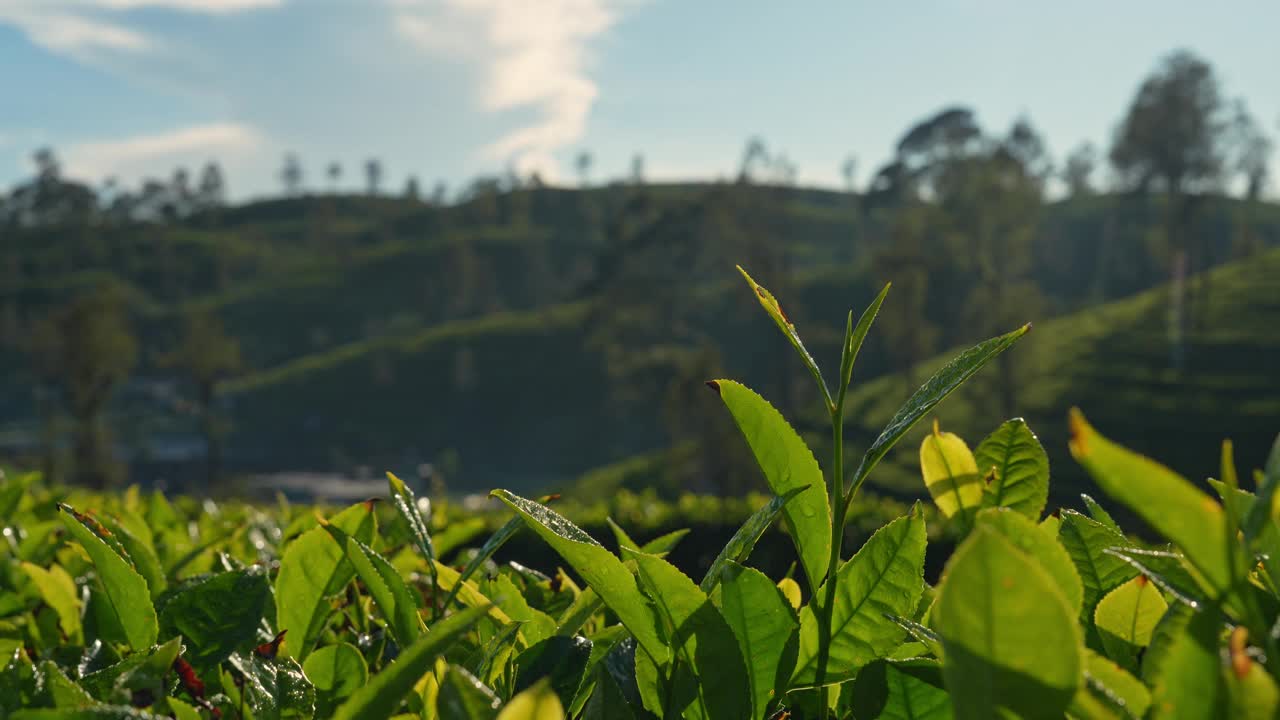 斯里兰卡茶园的风景视频素材