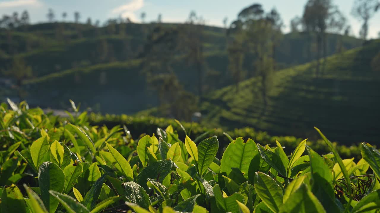 斯里兰卡茶园的风景视频素材