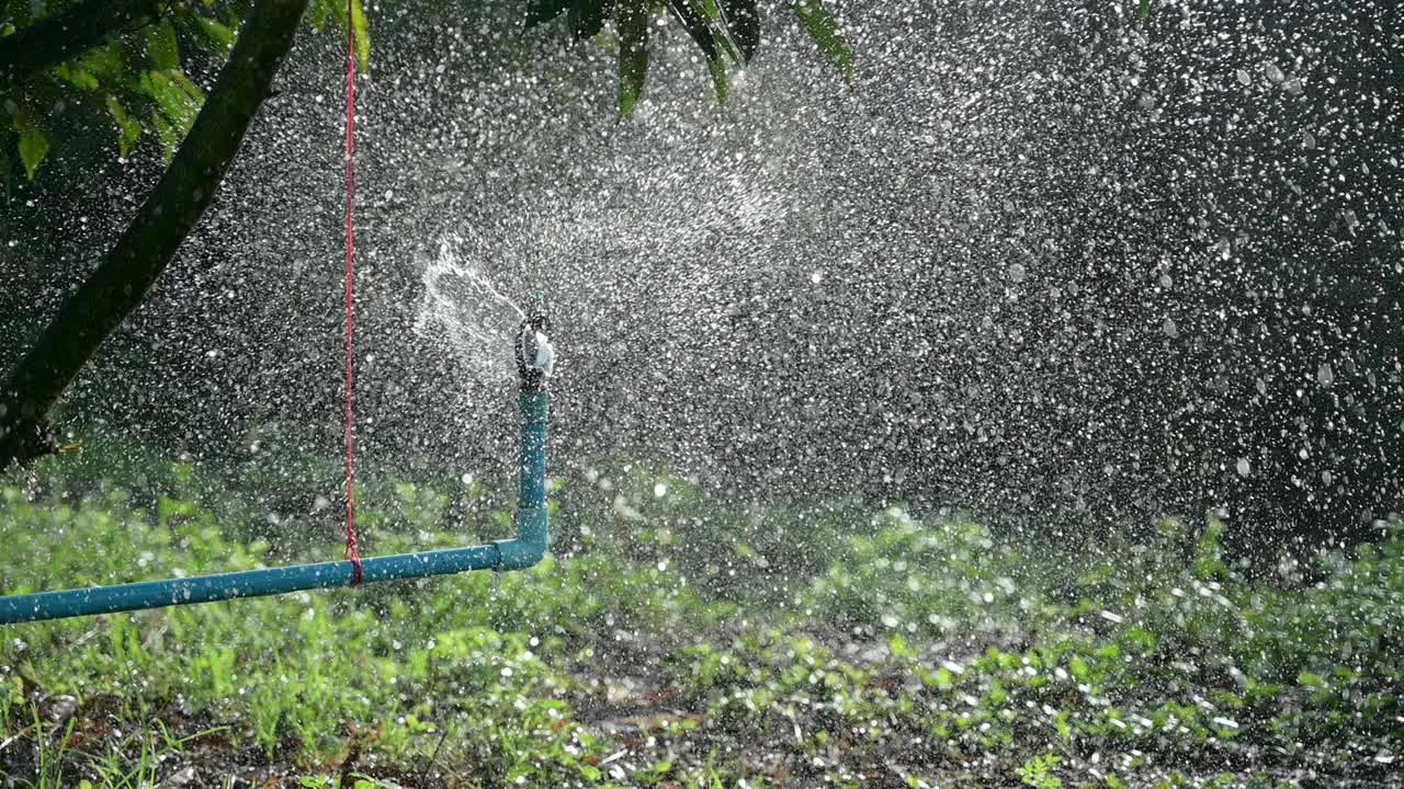 给花园里的榴莲树浇水视频下载