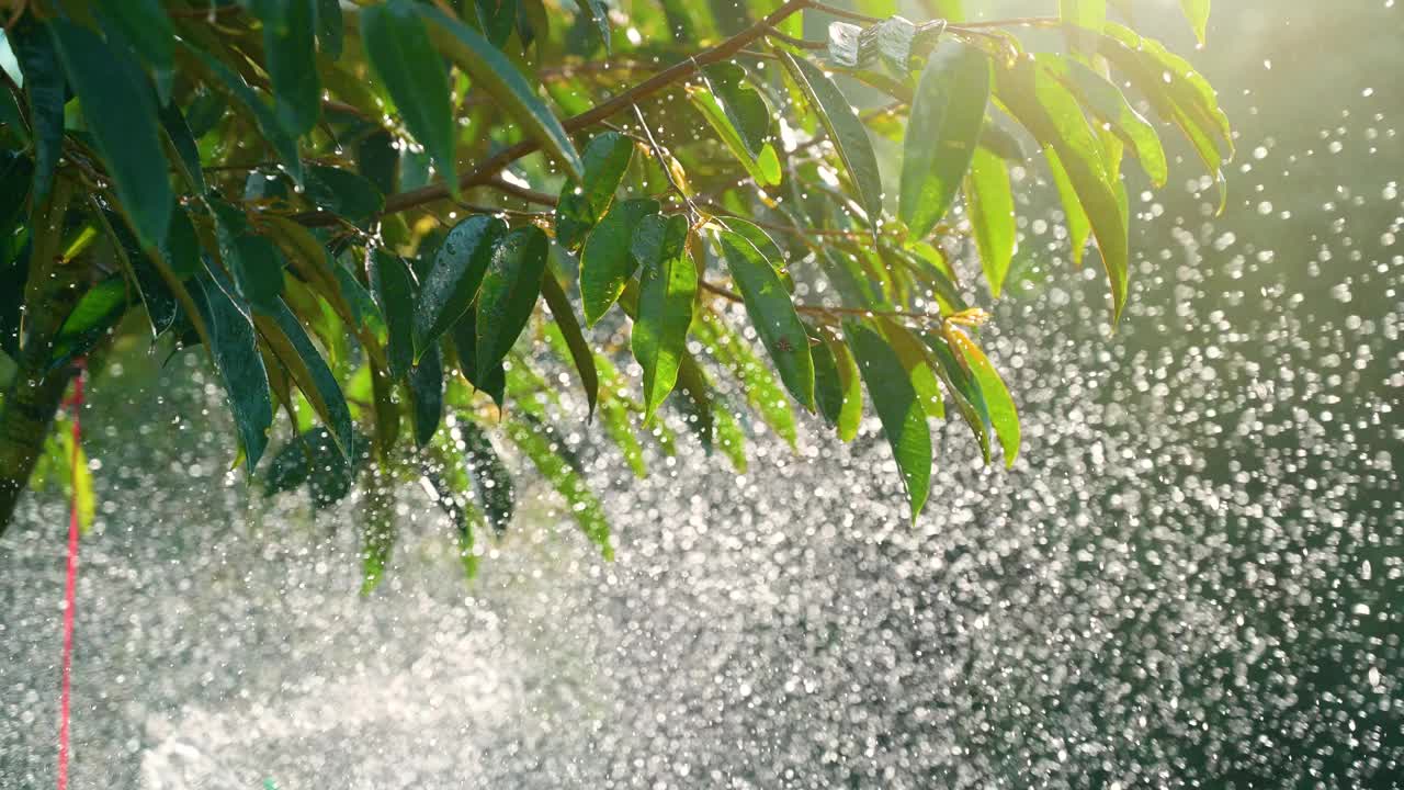 给花园里的榴莲树浇水视频下载