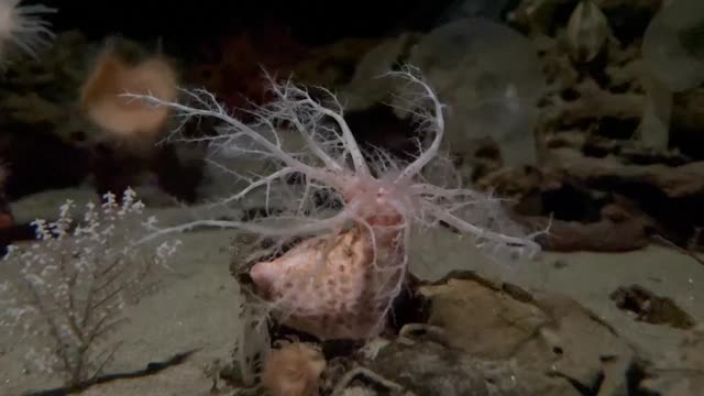 在蒙特利湾水族馆，一只有着分支手臂的深海动物(篮子星)。视频素材