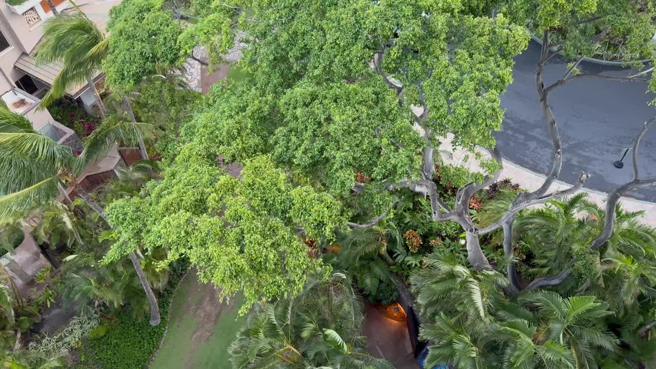 夏威夷毛伊岛，热带树木在强风中摇曳的鸟瞰图视频下载