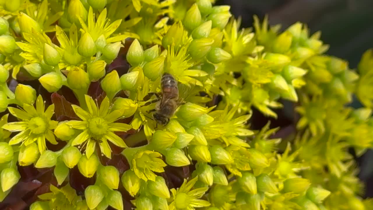 美丽的黑玫瑰多肉植物在开花和蜜蜂，洛杉矶，南加州视频素材