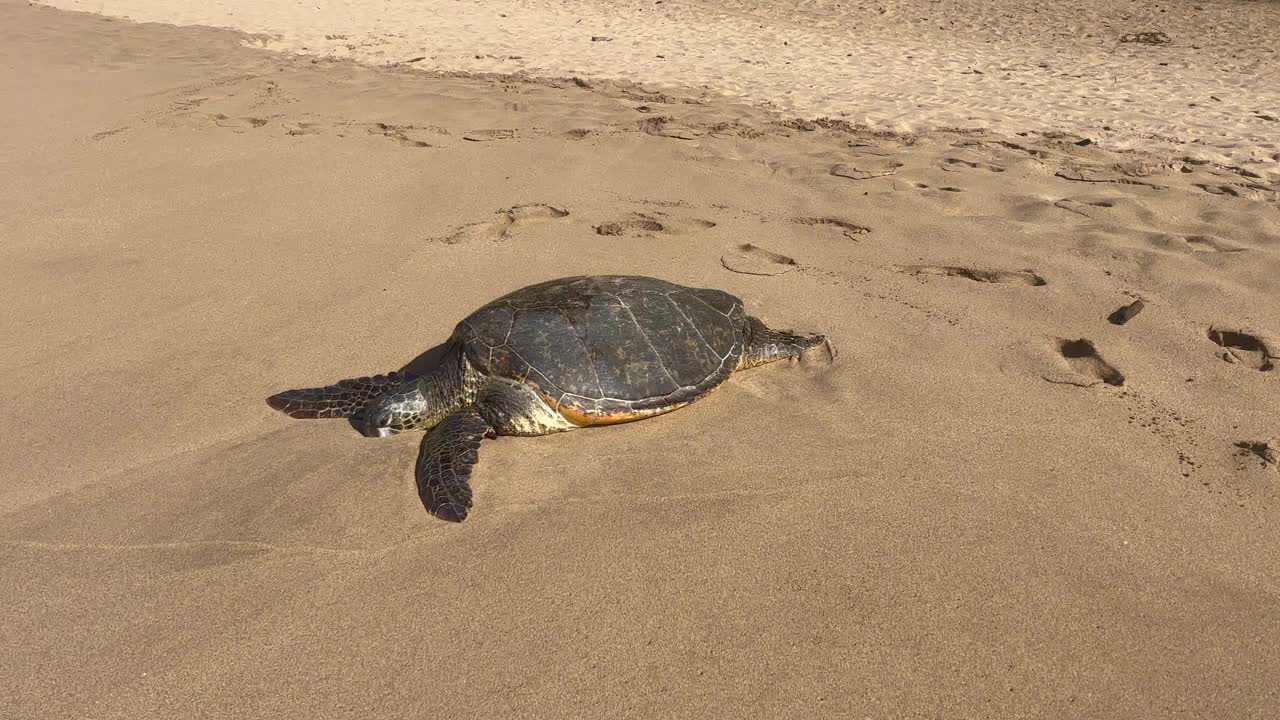 巨大的绿海龟在夏威夷毛伊岛的海滩上休息视频下载