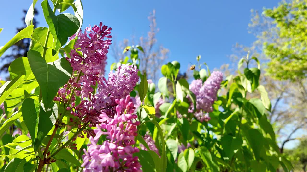 丁香花上到处飞来飞去的昆虫，还有一只蜜蜂停下来吃花蜜的慢镜头视频下载