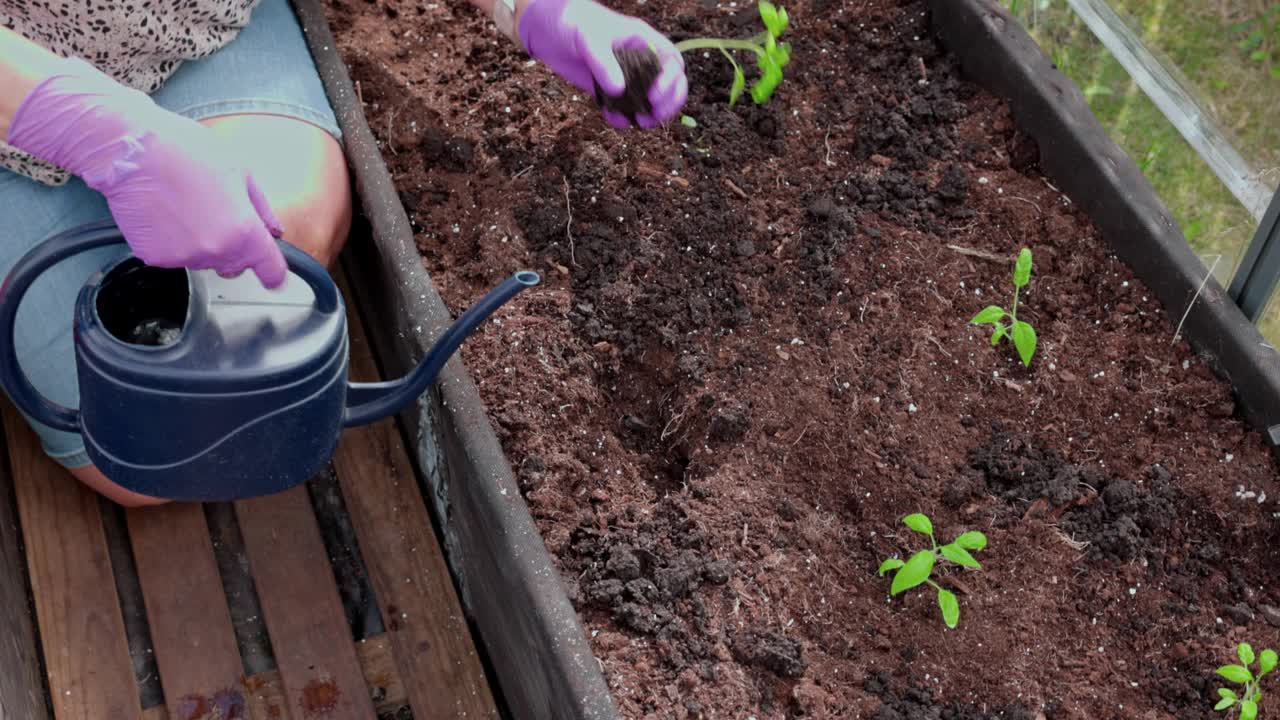 一名妇女用花园喷壶把番茄苗浇灌到温室的种植孔里。瑞典。视频素材