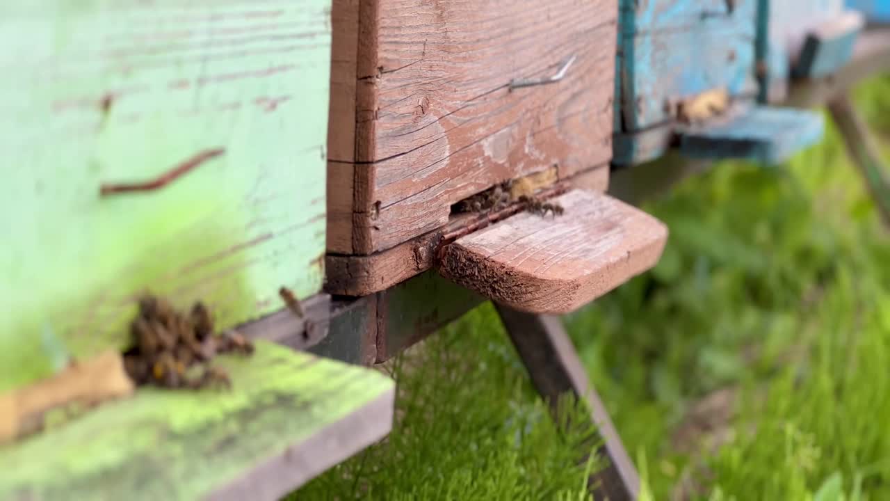 蜂箱入口显示蜜蜂活动视频素材