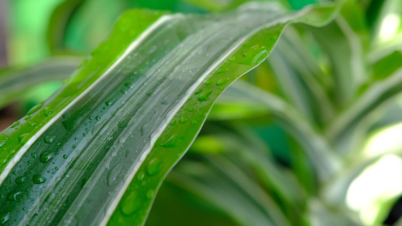 螺旋松植物树或山檀装饰在室外花园的背景。4 k视频下载