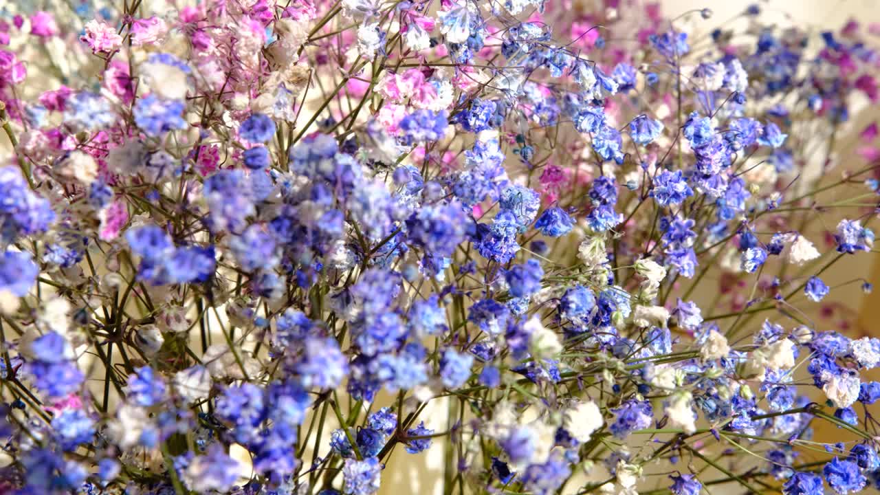 多色gypsophila花特写微距，浅景深，小彩色花4k。视频下载