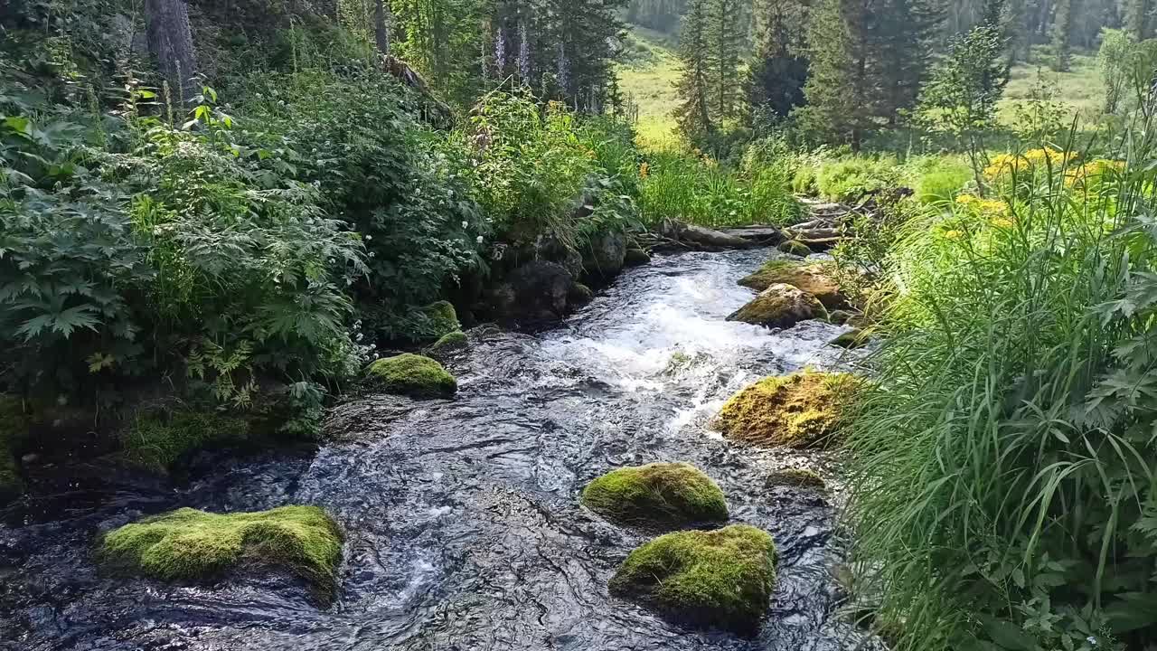 在茂密的针叶林中，一条湍急的小溪中的暴风雨穿过一片长满了高高的草和岩石底部的空地。视频下载