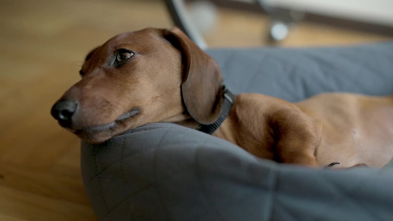 腊肠犬在舒适的灰色软垫床上安详地打盹。这张图片传达了一种宁静和满足的感觉，非常适合与宠物、放松或家庭舒适相关的主题。视频素材