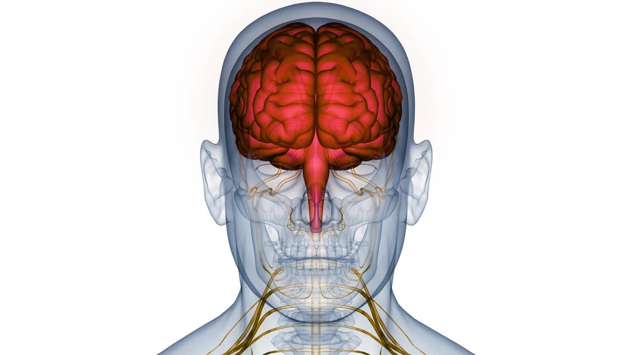 人体神经系统中枢器官脑解剖动画概念视频素材