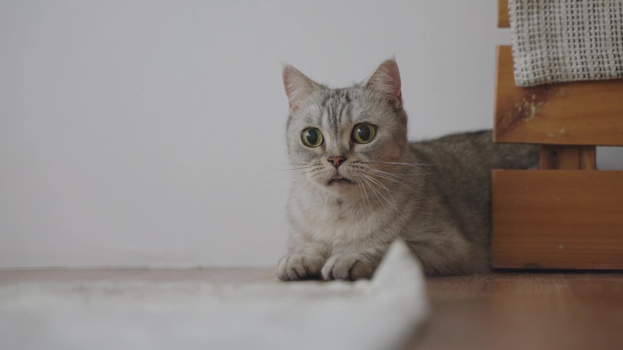 有趣的猫，看到有趣的东西会感到好奇和紧张。可爱的虎斑猫在玩耍，试图抓住什么东西。视频下载